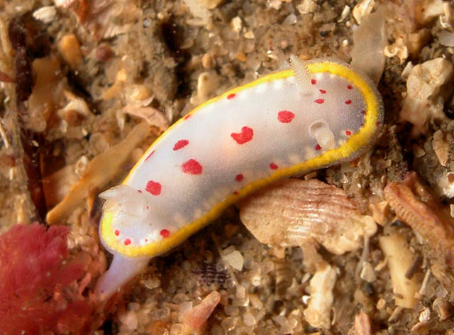 Chromodoris hunterae